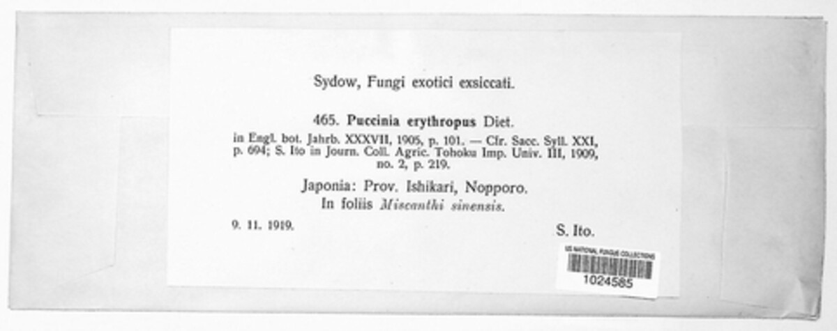 Puccinia erythropus image